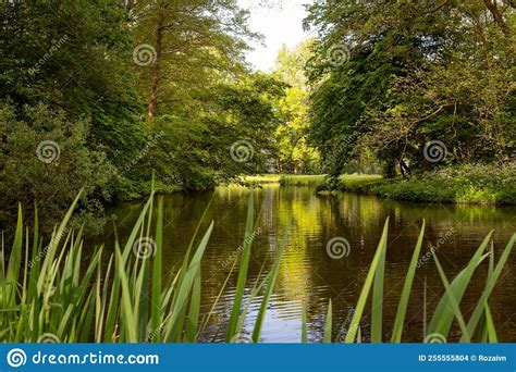 A Pond Surrounded By Trees And Vegetation Stock Photo Image Of Water