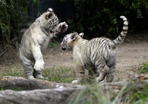Two White Tiger Cubs Maul Their New Zoo Keeper To Death In India