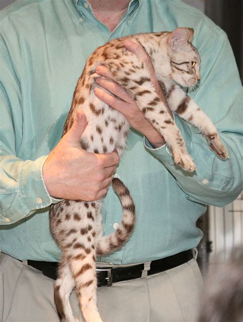 Ocicat Information Health Pictures And Training Pet Paw