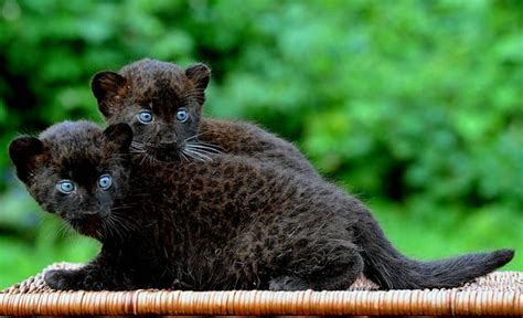 Black Panthers Panthers And Cubs On Pinterest