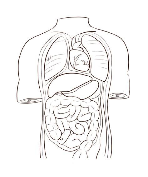 Dibujo De órganos Internos Humanos Png Dibujos Dibujo Lineal Cuerpo