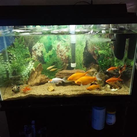 Photo 2 My Goldfish Tank Its A 40 Gallon Tank I Have A Fe