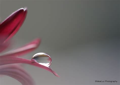 How To Shoot Artful Droplets On Flower Petals Ilovehatephotography