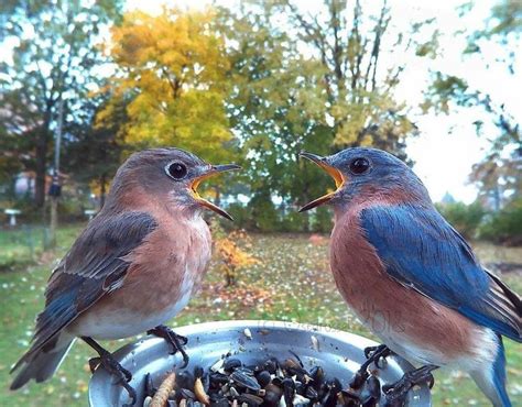 woman feeds birds and captures stunning close up photos while eating new pics bird photo