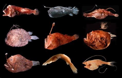 Several Different Types Of Fish On Black Background