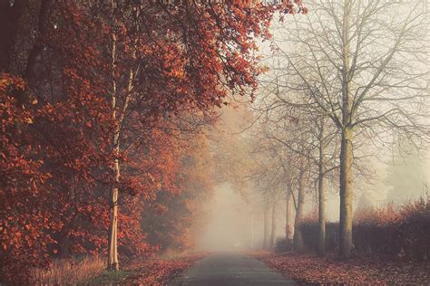 Hd Wallpaper Autumn Leaves Gold Red Wood Log Nature Fog Foggy