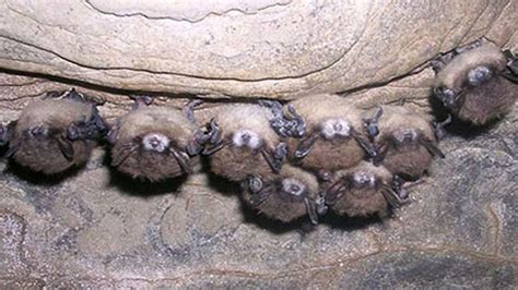 7 Strains Of Coronavirus Found In Bats In Africa Study Finds Fox News