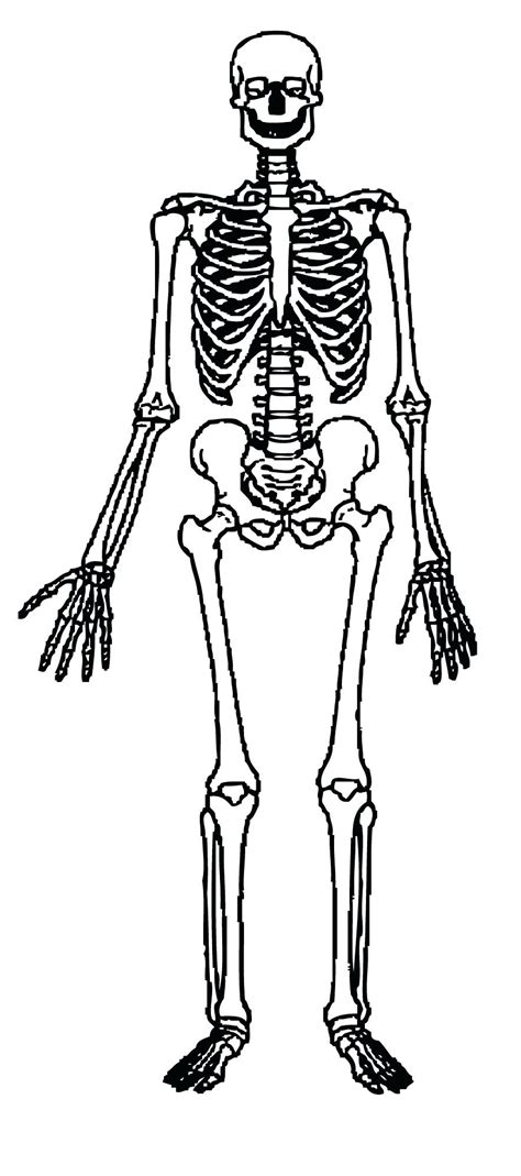 Skeleton Drawing For Kids At Getdrawings Free Download
