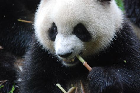 Globetrotting Kids Pandas In Chengdu Globetrotting Mama
