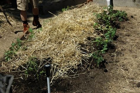 Tomatoes Trench Planting Method Reluctant Entertainer