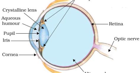 Describe The Structure Of Human Eye Science The Human Eye And The