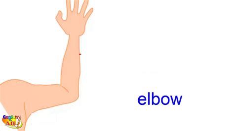 Learn English Vocabulary Hand And Arm Human Body Parts Youtube