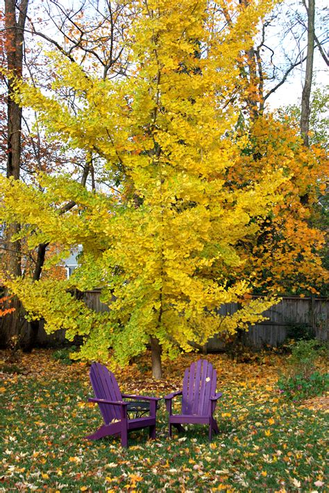 Гинкго билоба (ginkgo biloba), описание, цены на препарат, заказ в аптеках, верофарм оао (россия). ginkgo biloba princeton sentry - Google zoeken