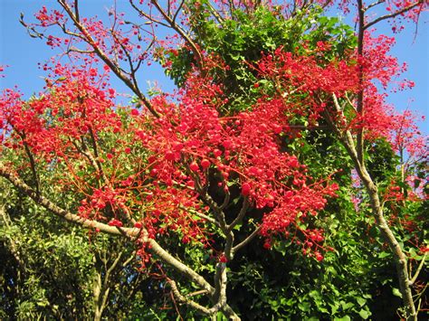 Exotic Trees The Trees And Flowers Of Whangarei