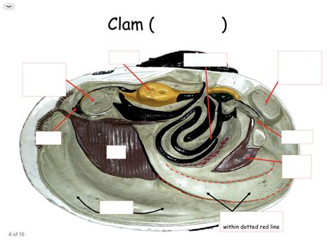 Clam Diagram Anatomy Diagram Quizlet