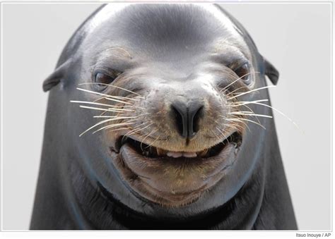 Smiling Sealpng 877×628 Pixels Things That Make Me Smile Pinterest Seals And Smile