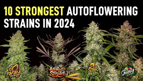 Top 10 Strongest Cannabis Autoflowering Strains In 2024 Highest Thc