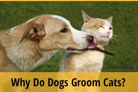 Why Do Dogs Groom Cats Do Cats Like It Zooawesome