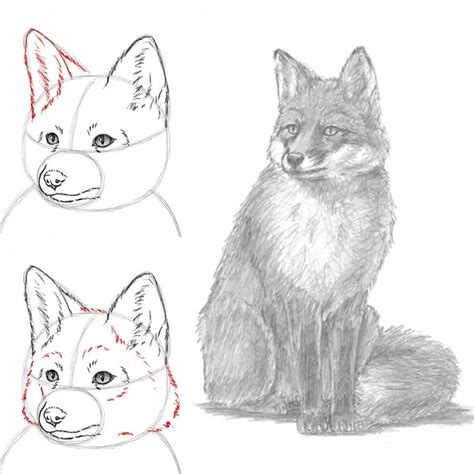 How To Draw A Fox Tutorial At How2drawanimals Foxes Fox Foxart