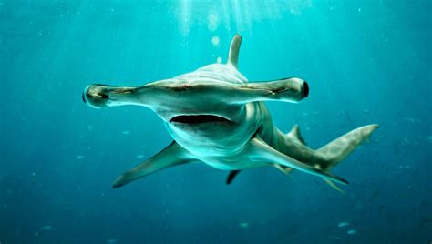 Jun 17, 2021 · gritaba mientras su esposo la golpeaba con un martillo hasta matarla. Tiburones martillo gigantes