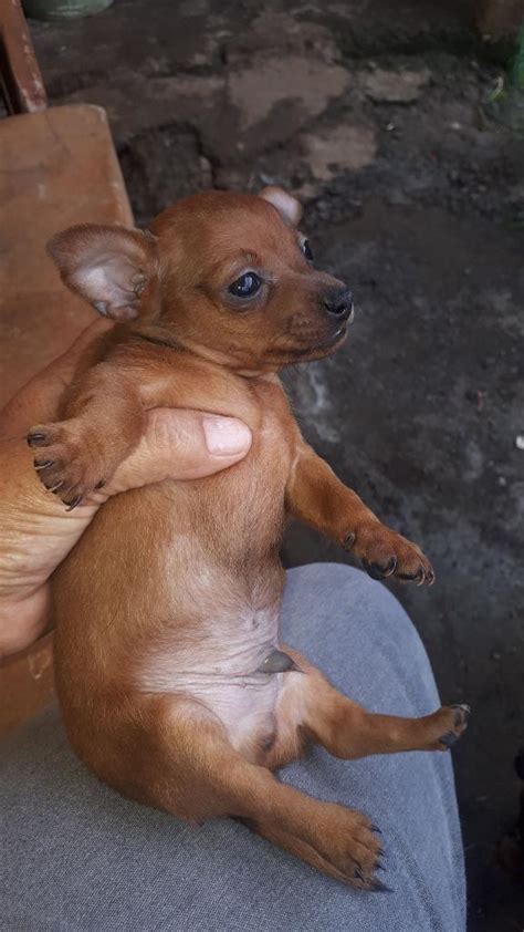 Perros Chihuahua Mascotas Costa Rica CostaRicaAds Com