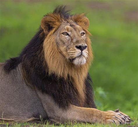 Why The Asiatic Lion Needs A Second Home Frontline