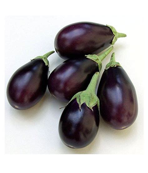Indian Brinjal Seeds By National Gardens Price In India Buy Indian