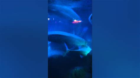 Beluga Whale Sex Seaworld Orlando Youtube