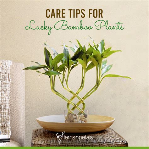 How To Care For A Lucky Bamboo Plant Ferns N Petals