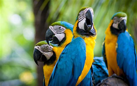 Download Wallpapers Blue Yellow Macaw Tropical Birds Parrots 4k