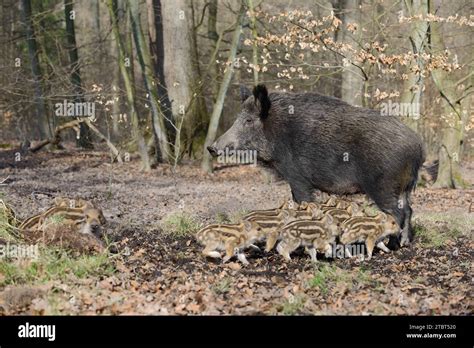 European Wild Boar Sus Scrofa Scrofa Female And Young Boar North