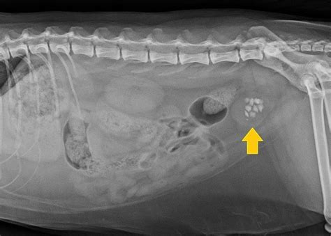 Bladder Stones In Cats Case Of The Month A Cat Clinic