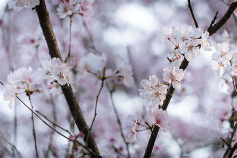 Wallpaper Flower Pink Branch Spring Cherry Blossom Twig Tree
