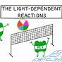 Light Dependent Reaction Examples Biology