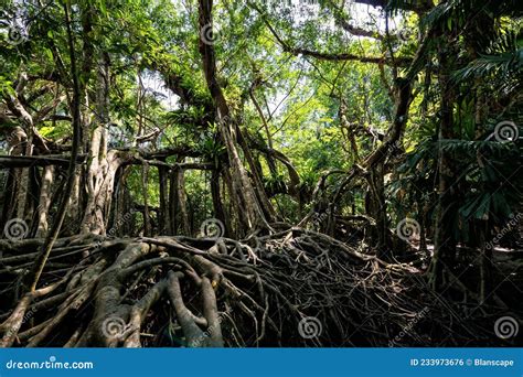 Old Banyan Tree Forest At Little Amazon Phang Nga Stock Photo Image