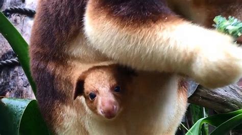 Rare Baby Tree Kangaroo Is The Most Adorable Thing Youll See Today