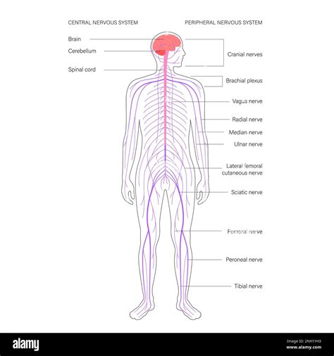 Central Nervous System Illustration Stock Photo Alamy