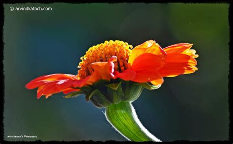 Arvind Katoch Photography Beautiful Flower In Morning Sunlight