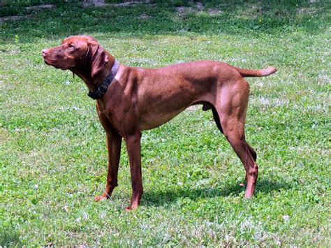 The Happy Woofer Vizsla Delaware Dog Breeder Puppies