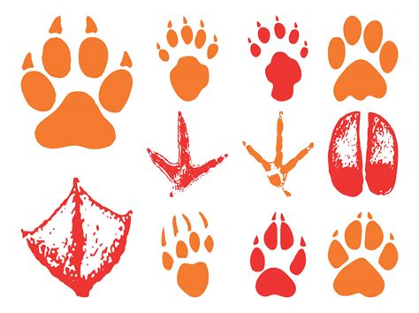 Animal Footprints Vector Art And Graphics