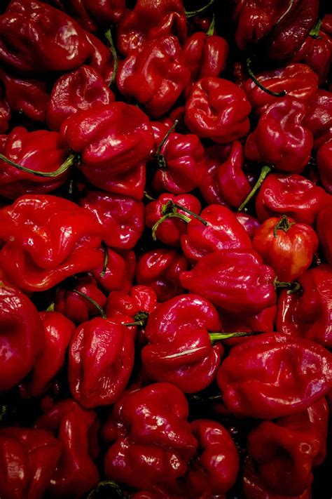 Caribbean Red Chili Peppers Chili Pepper Madness