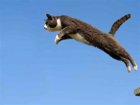 How Do Cats Jump High When Scared Petyfied