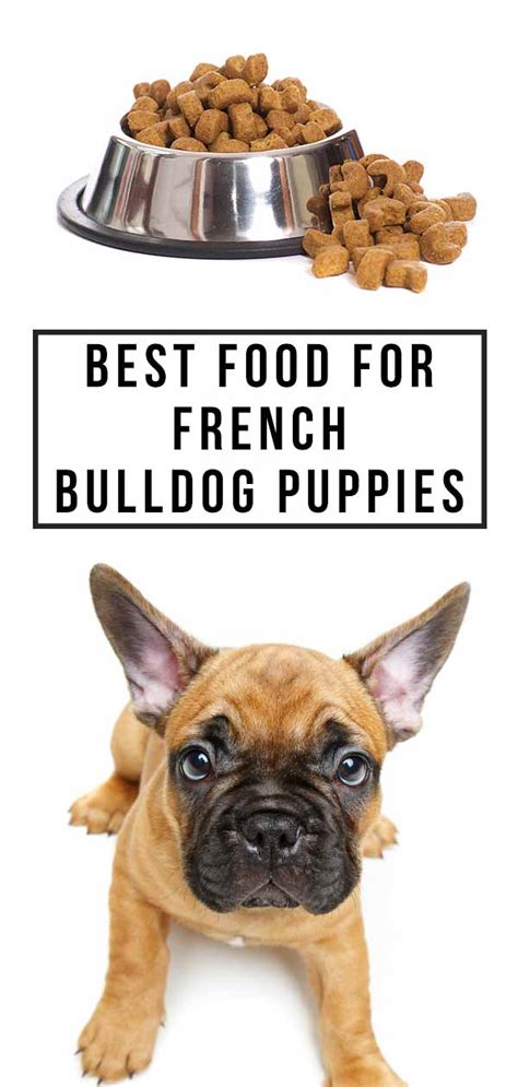 Best Food For French Bulldog With Skin Allergies Uk Best Worlds