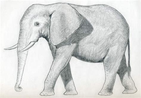 Draw An Elephant Of Your Choice In Amazingly Simple Way Pencil