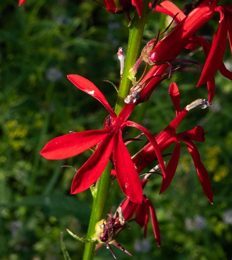 Cardinal Flower By A Québec Stream August 2020 Miles Hearn