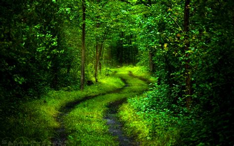 Free Download Beautiful Green Forest Path 1920x1200 For Your Desktop