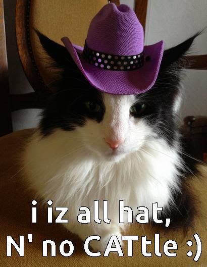 Cat With Cowboy Hat Meme All About Cow Photos