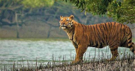 Visit Sundarbans World S Largest Mangrove Forest In Bangladesh