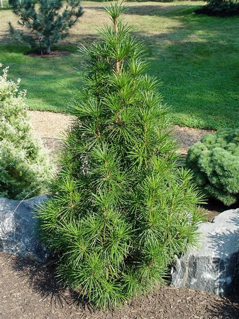 Chic Front Yard Garden With Dwarf Pine Tree Ideas When Planting Front