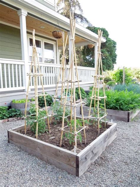 38 Tomato Support Ideas For High Yielding Tomato Plants Bamboo Garden
